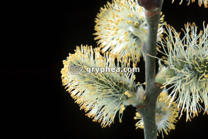 Saule (Salix caprea) - fleurs mâles - gryphea.com
